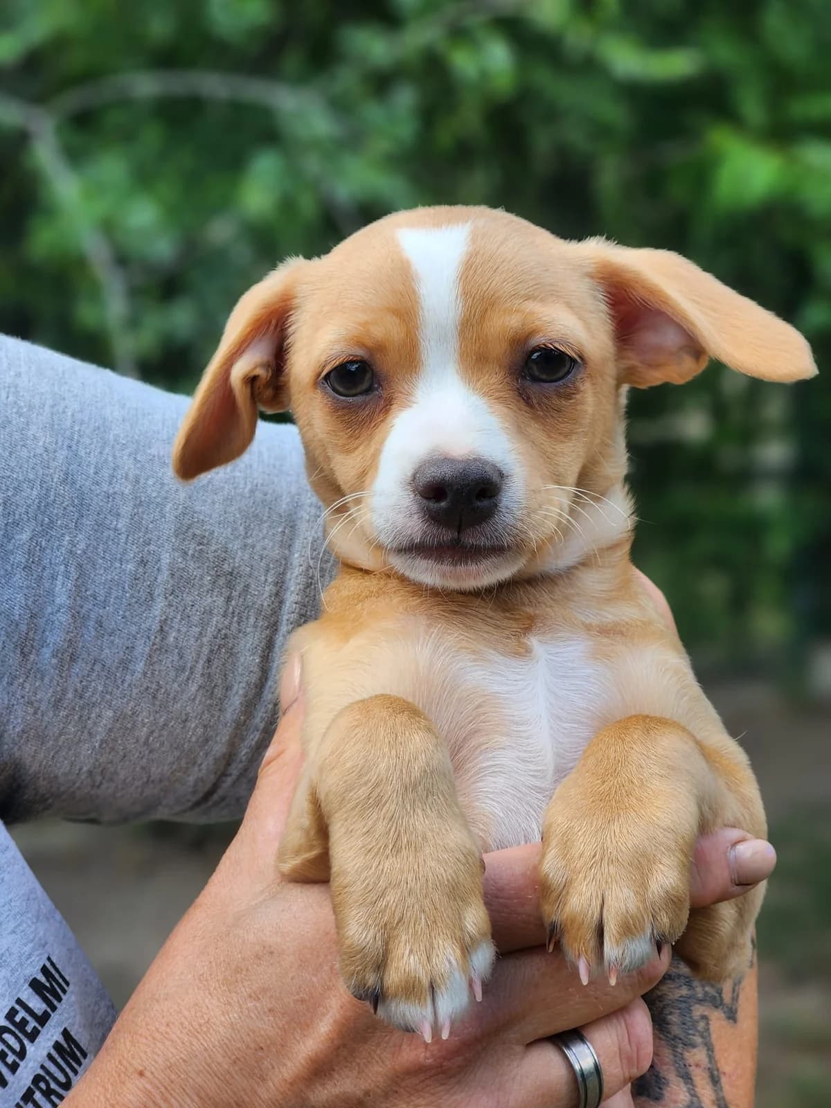 S3,  Mixed Breed for adoption at Állatvédelmi Centrum