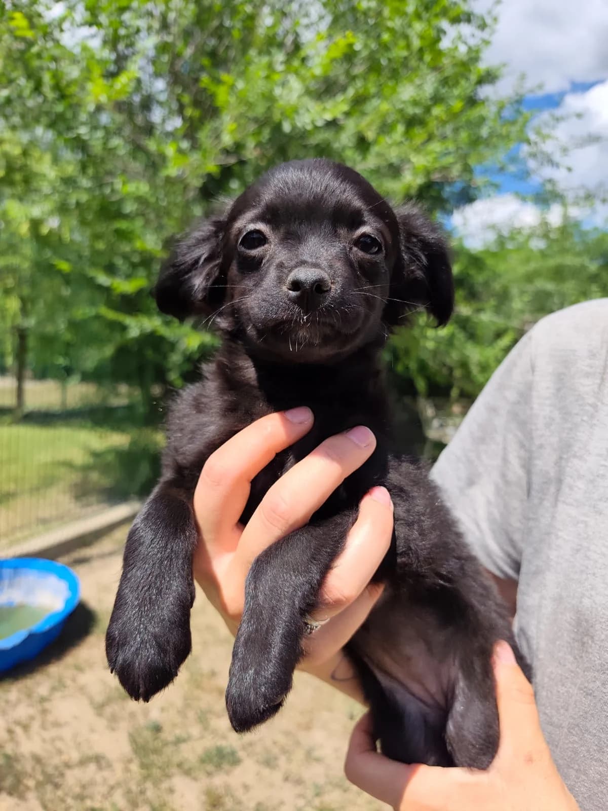 S4,  Mixed Breed for adoption at Állatvédelmi Centrum