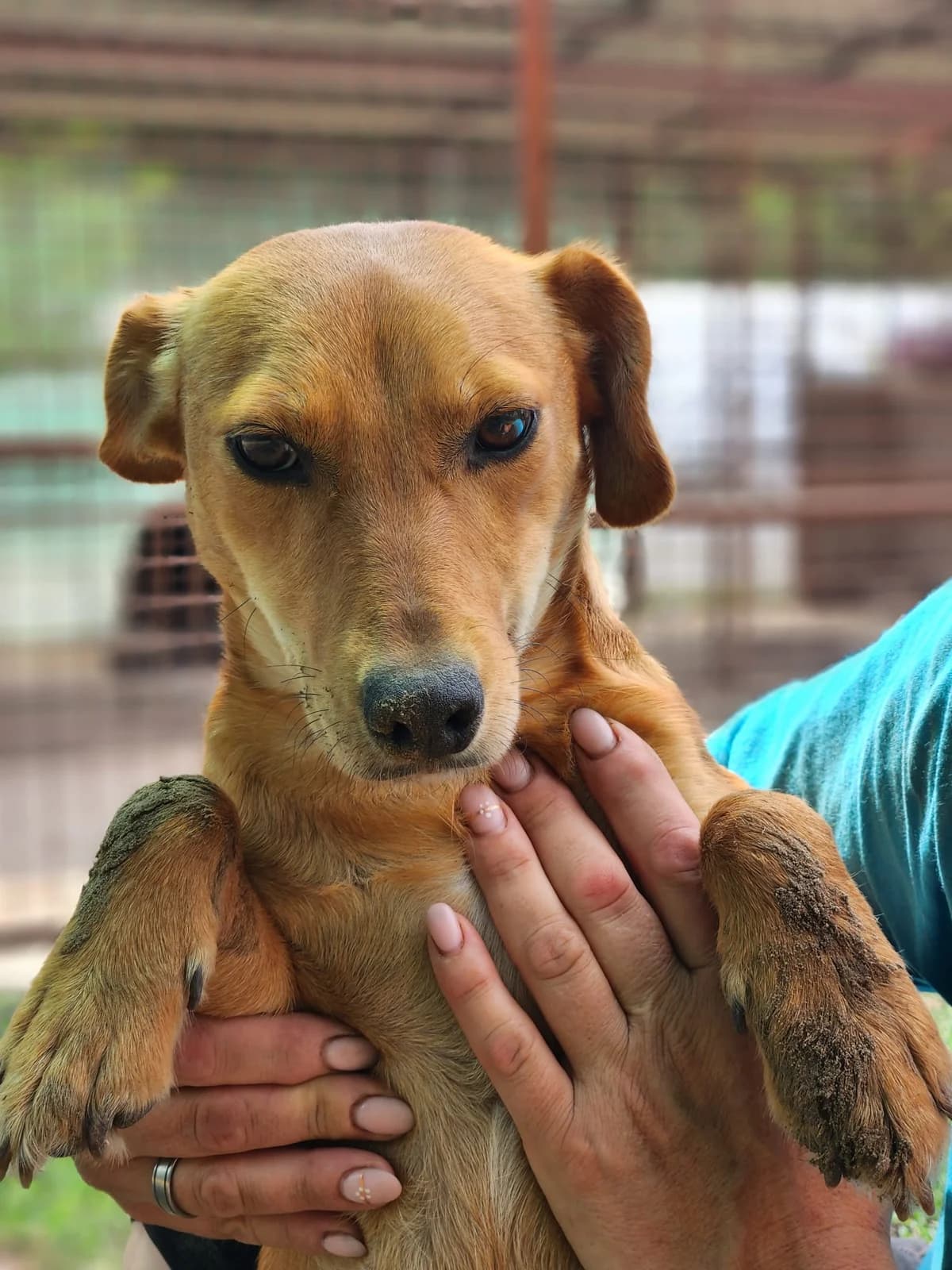 Lola, Mixed Breed (Állatvédelmi Centrum)