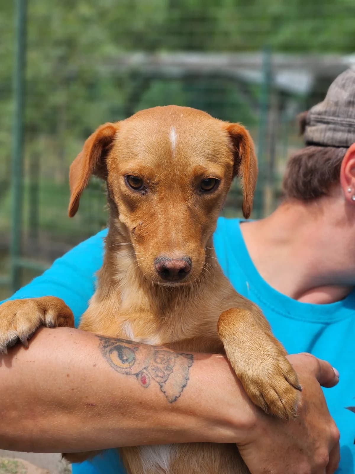Lili, Mixed Breed (Állatvédelmi Centrum)
