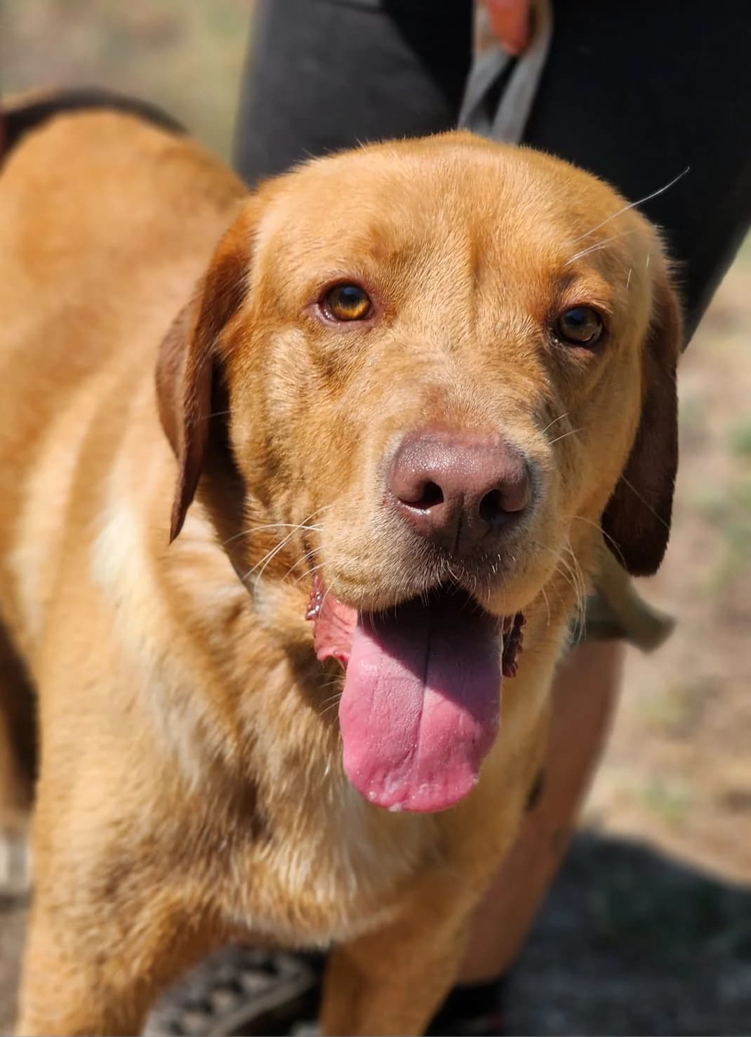 Öcsi,  Mixed Breed for adoption at Állatvédelmi Centrum