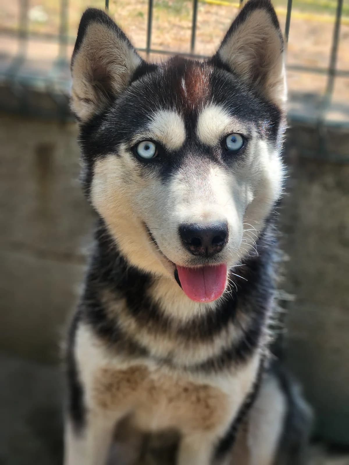 Zara,  Mixed Breed for adoption at Állatvédelmi Centrum