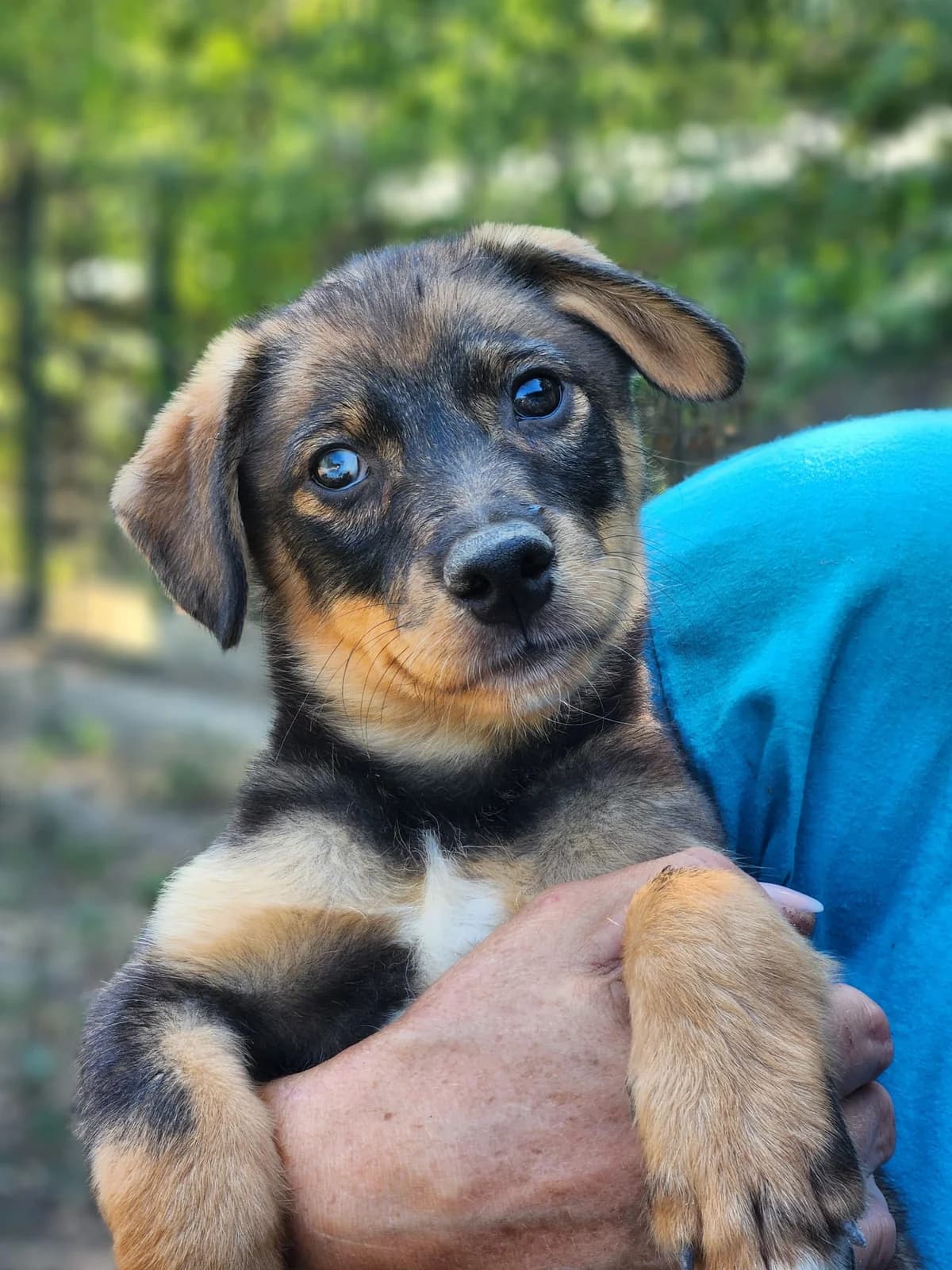 D1,  Mixed Breed for adoption at Állatvédelmi Centrum