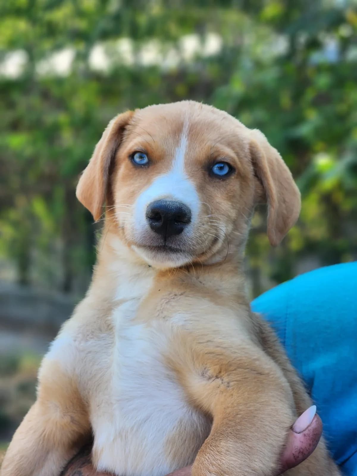 D2, Mixed Breed for adoption at Állatvédelmi Centrum
