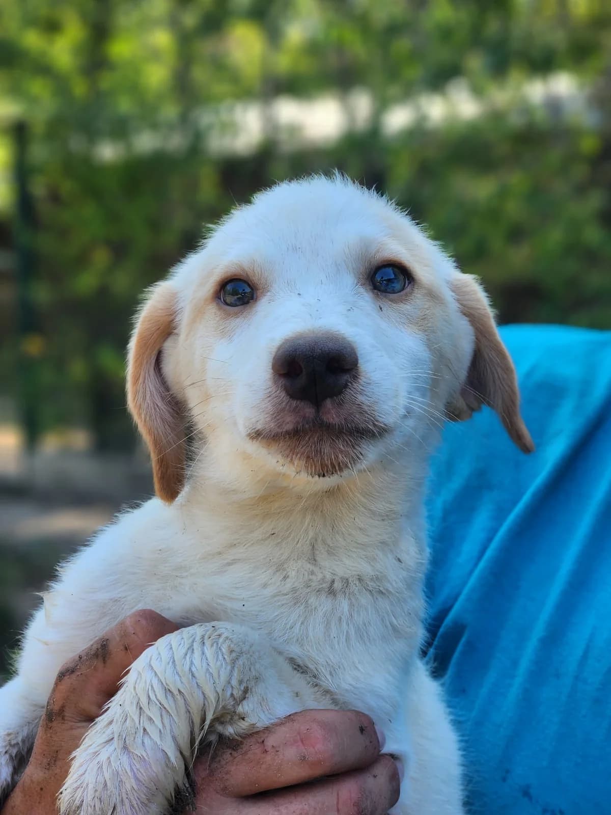 D3, Mixed Breed (Állatvédelmi Centrum)