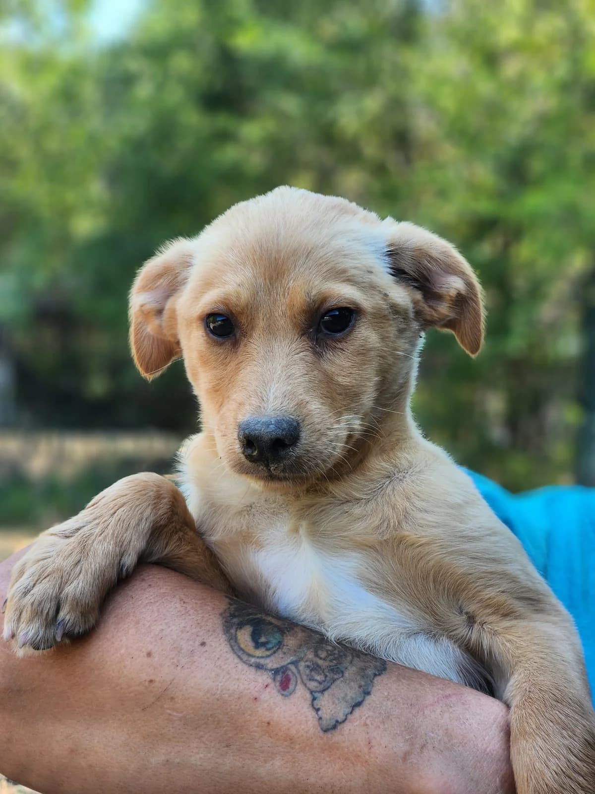 D4, Mixed Breed for adoption at Állatvédelmi Centrum