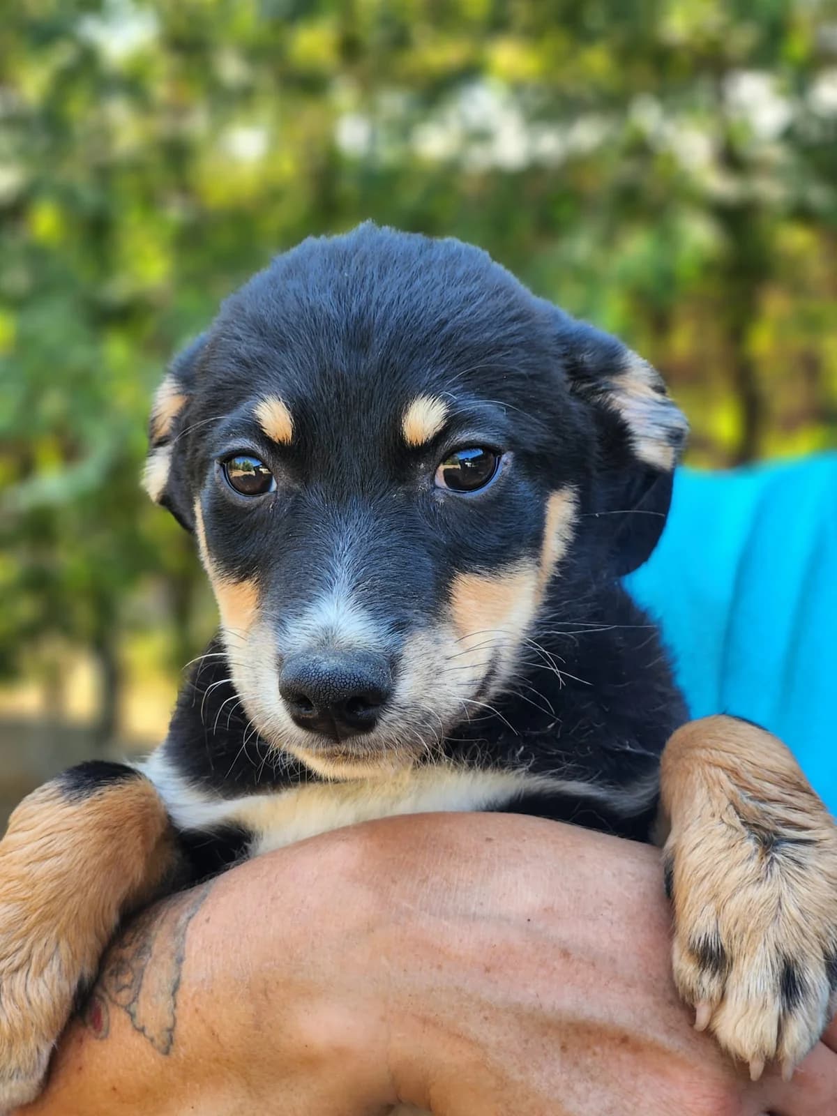 Chili-D5, Mixed Breed for adoption at Állatvédelmi Centrum
