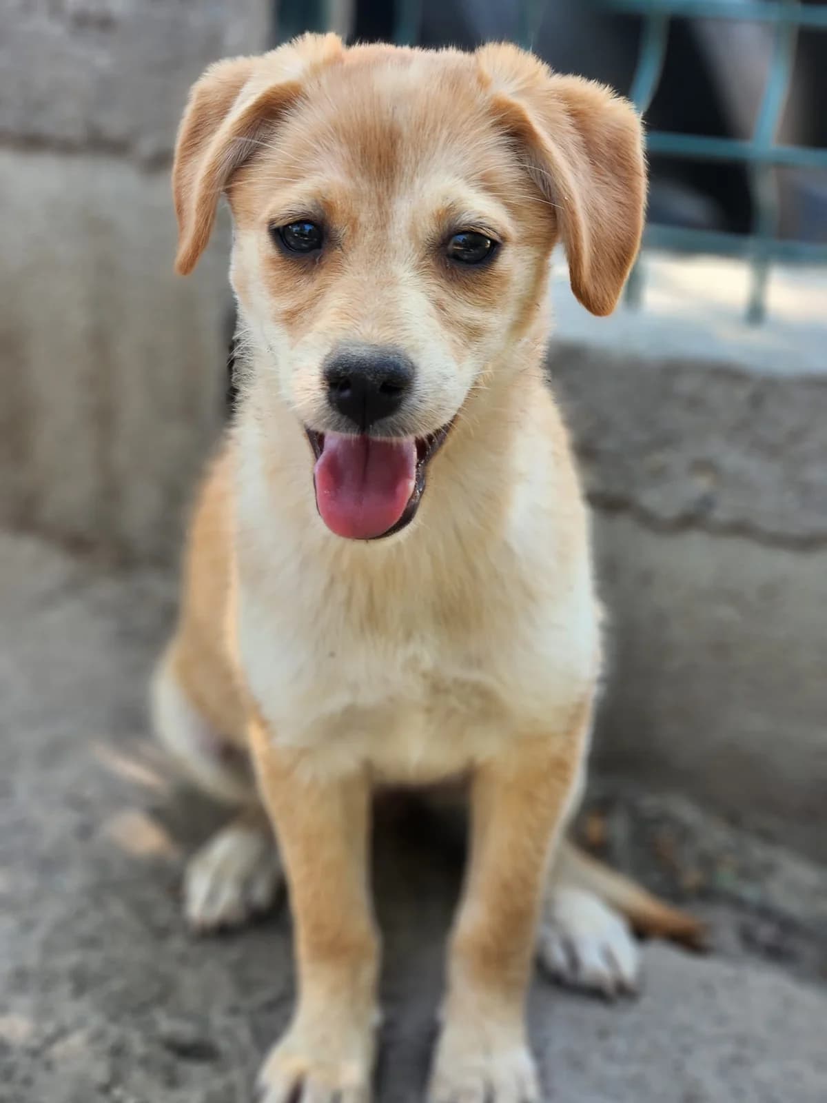 D7, Mixed Breed for adoption at Állatvédelmi Centrum