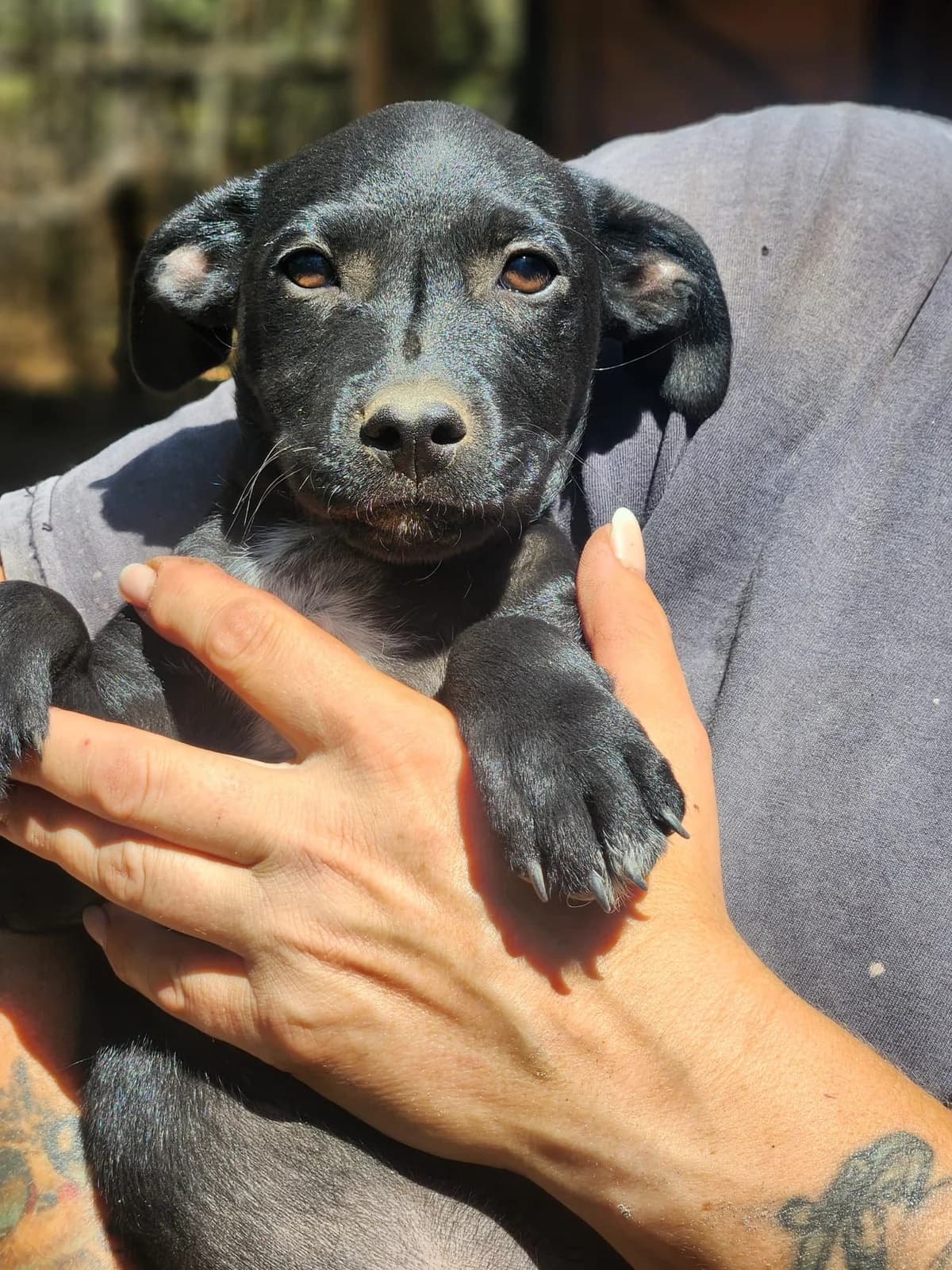 L1,  Mixed Breed for adoption at Állatvédelmi Centrum