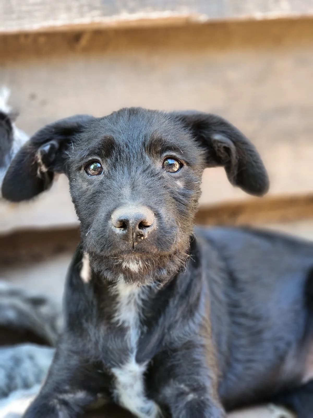 L5,  Mixed Breed for adoption at Állatvédelmi Centrum