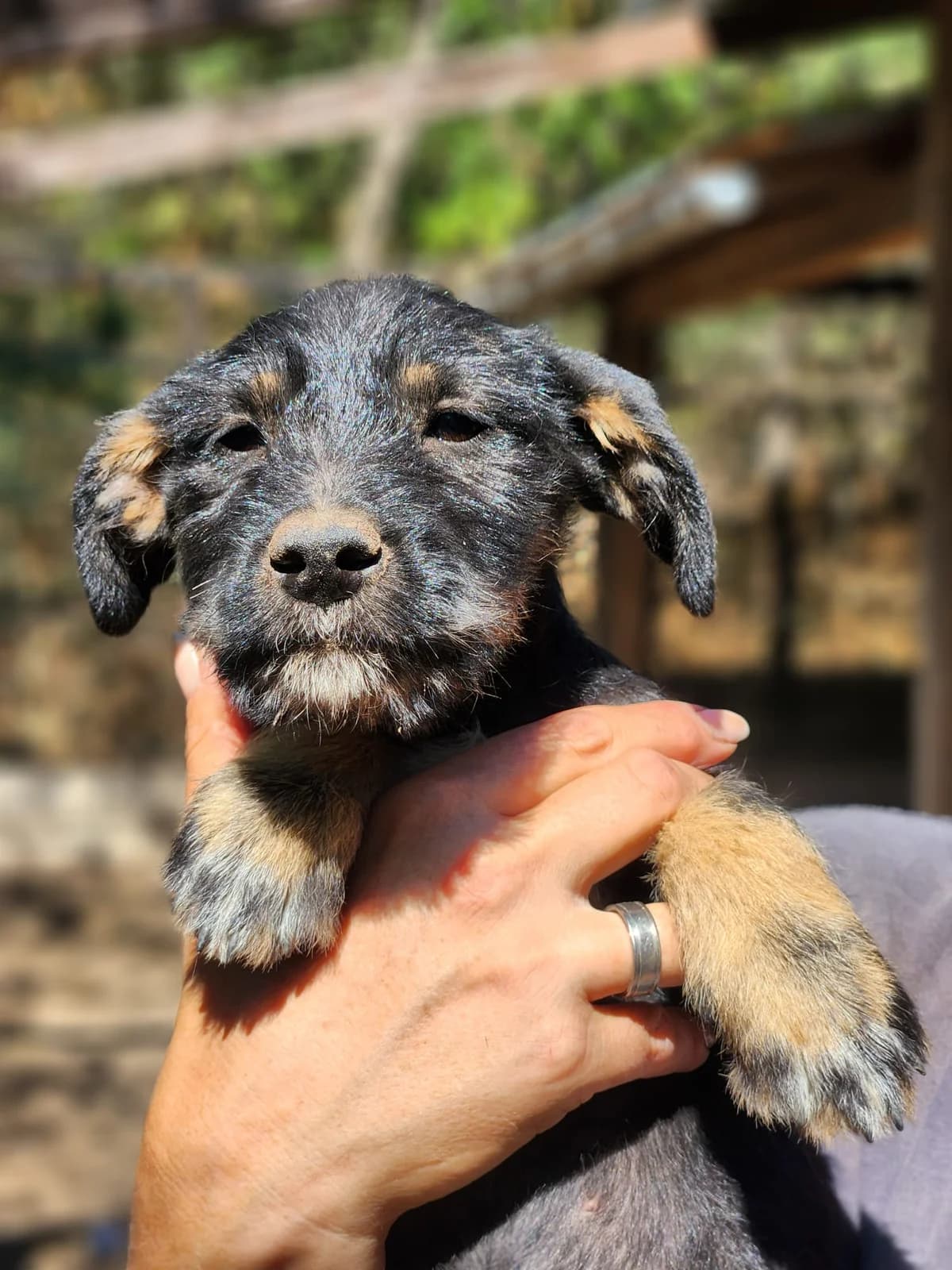 L6,  Mixed Breed for adoption at Állatvédelmi Centrum
