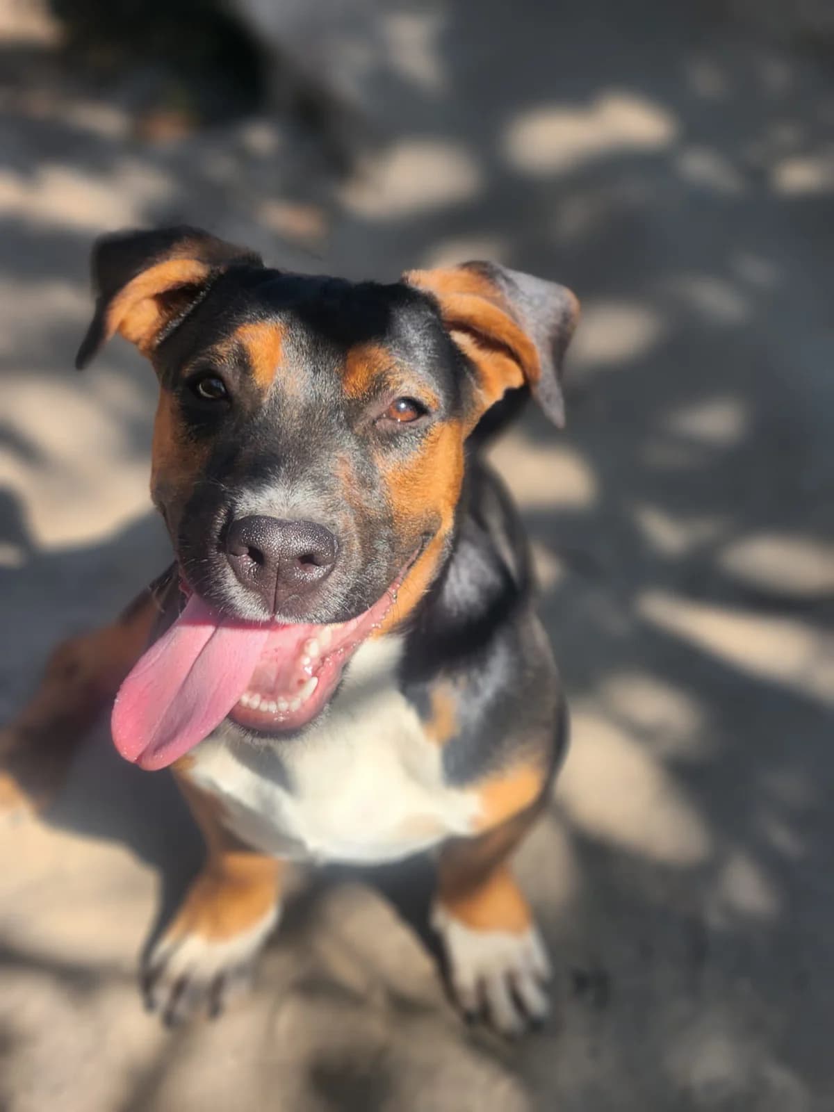 Rocco,  Mixed Breed for adoption at Állatvédelmi Centrum