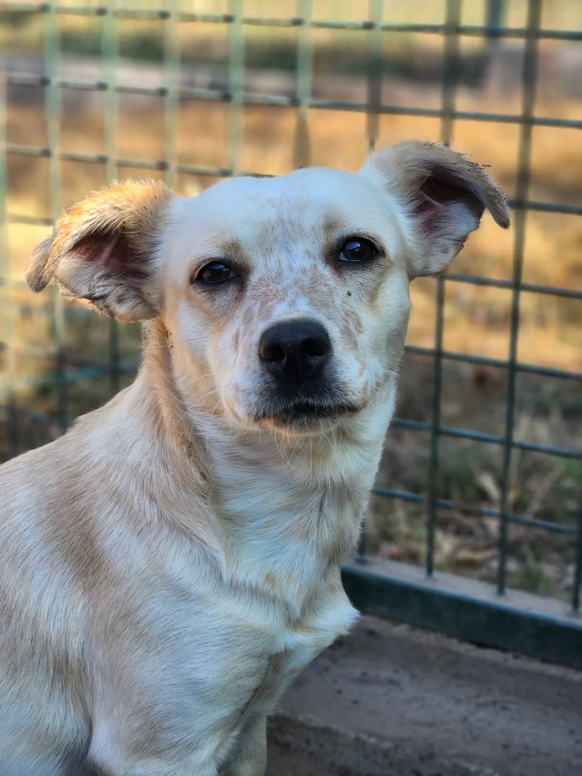 Sendy,  Mixed Breed for adoption at Állatvédelmi Centrum