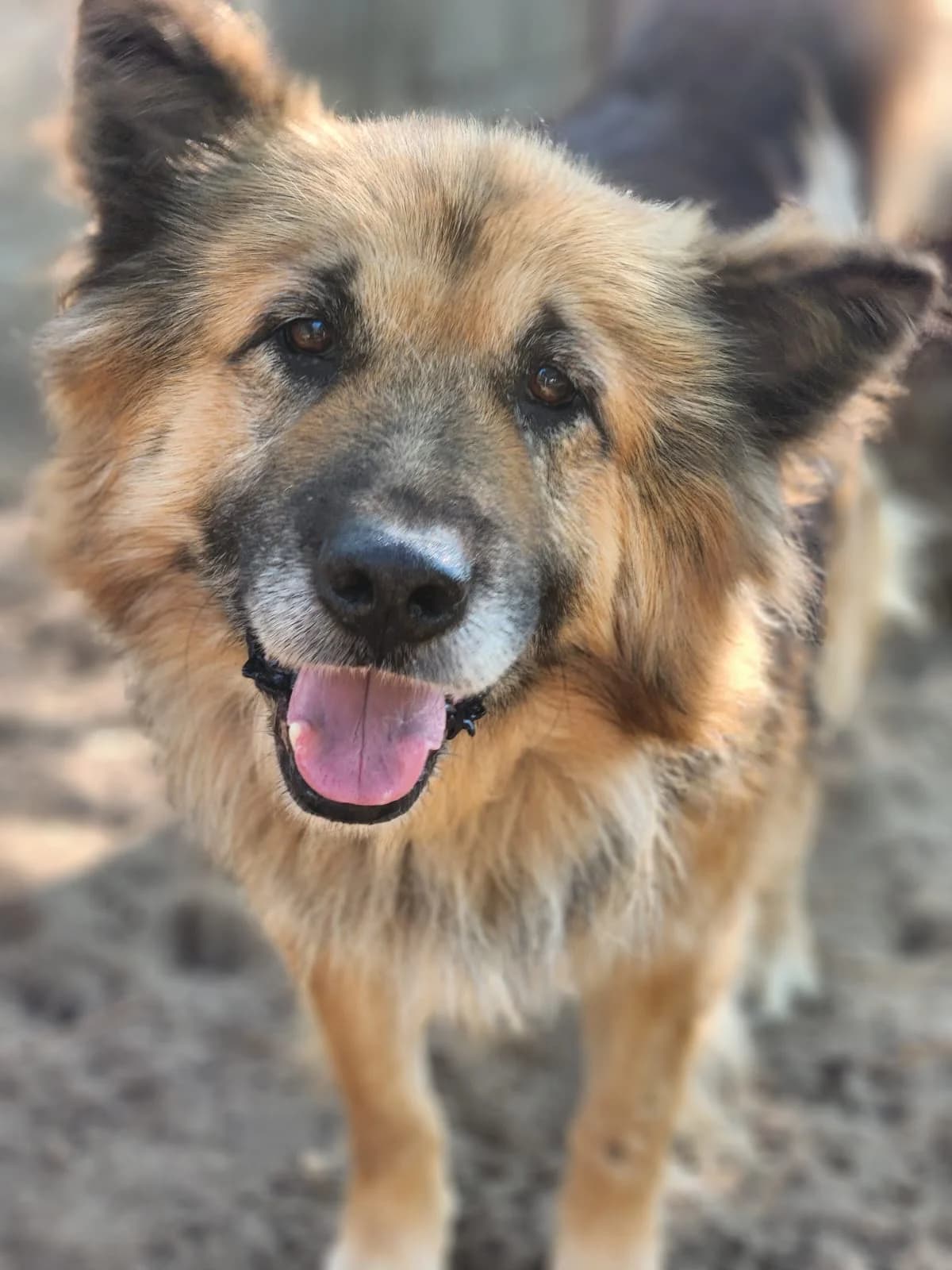 Ordas,  Mixed Breed for adoption at Állatvédelmi Centrum