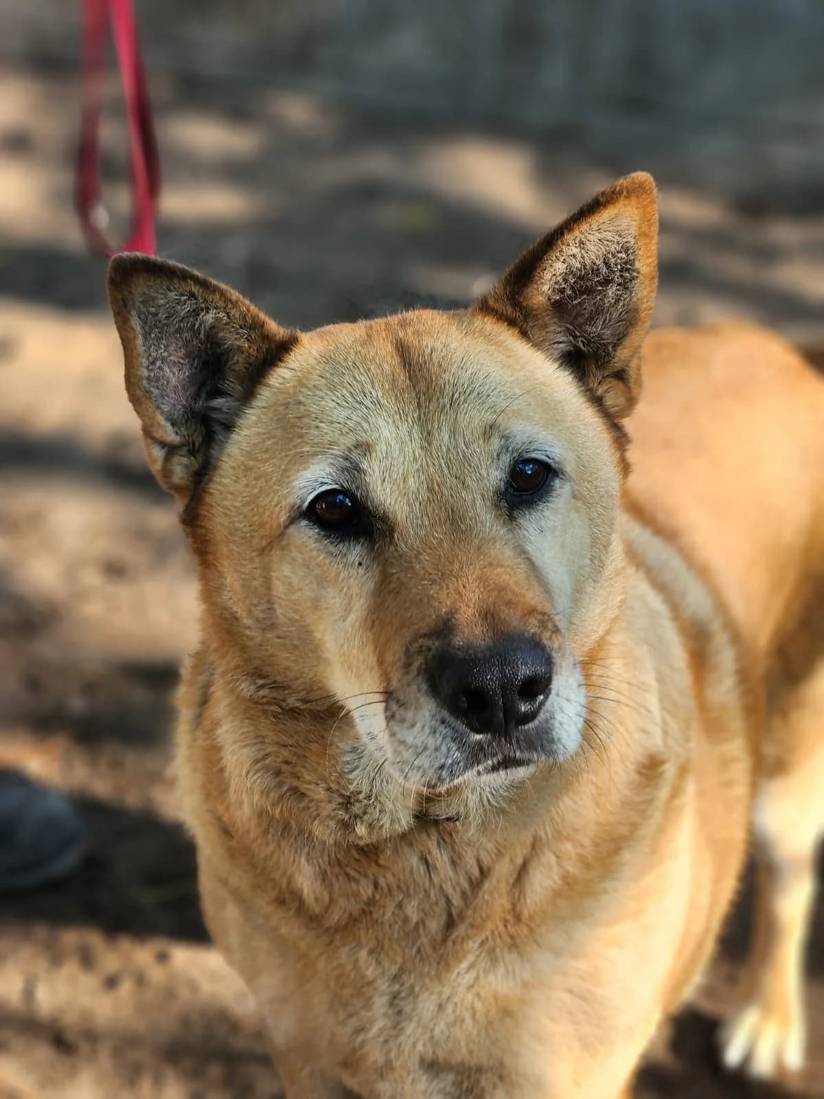 Bundi,  Mixed Breed for adoption at Állatvédelmi Centrum