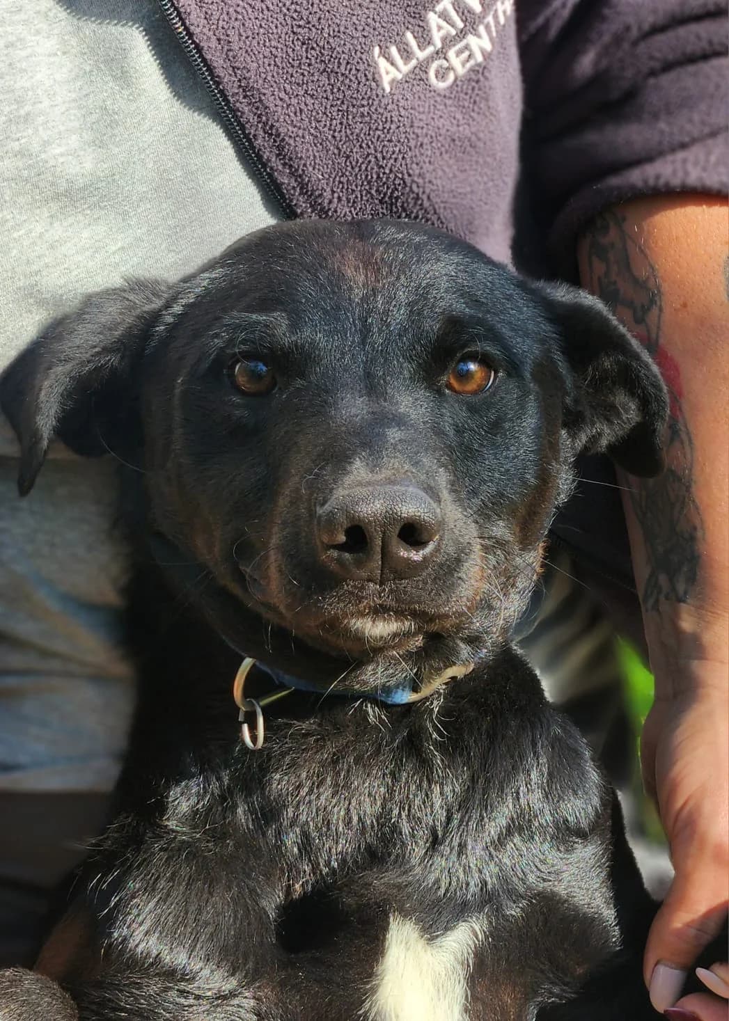 Morzsi,  Mixed Breed for adoption at Állatvédelmi Centrum