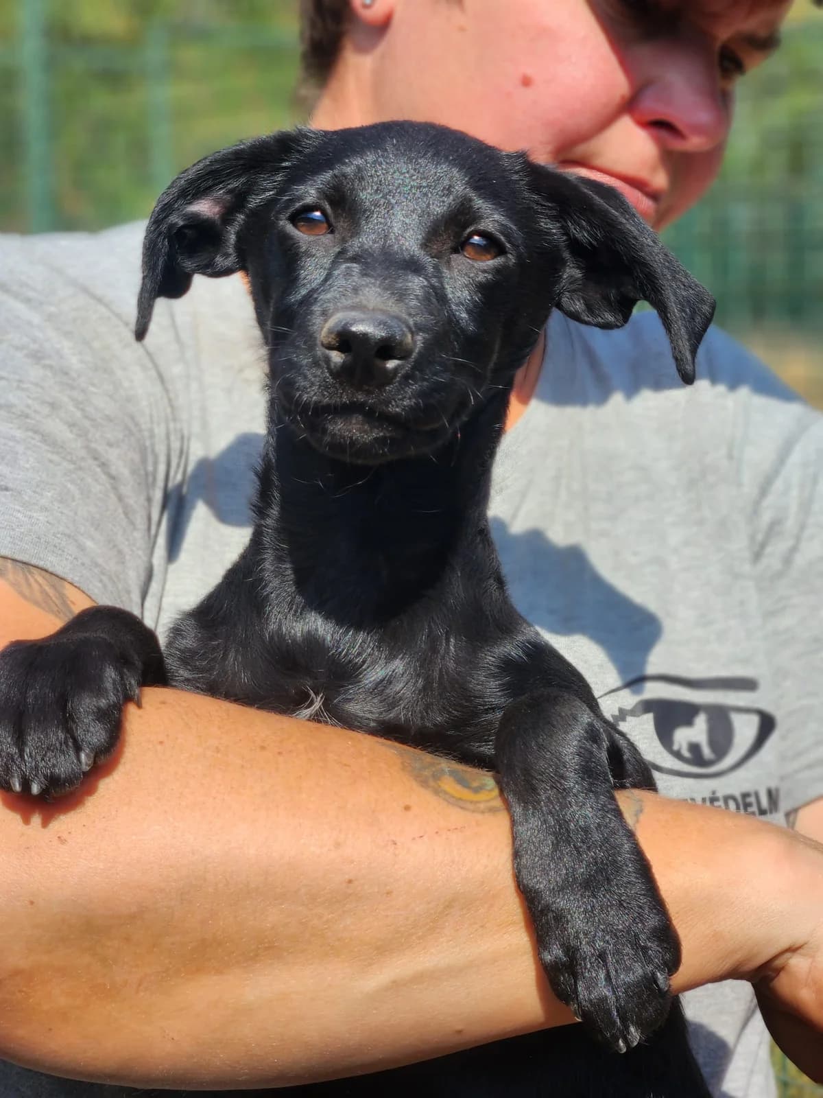 H2,  Mixed Breed for adoption at Állatvédelmi Centrum