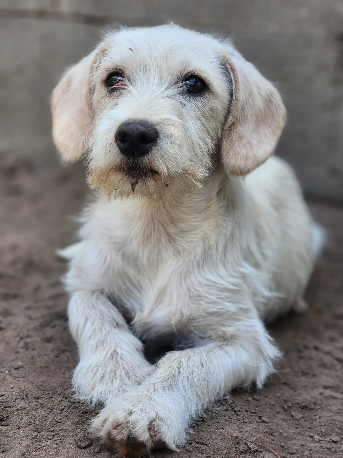 H3,  Mixed Breed for adoption at Állatvédelmi Centrum