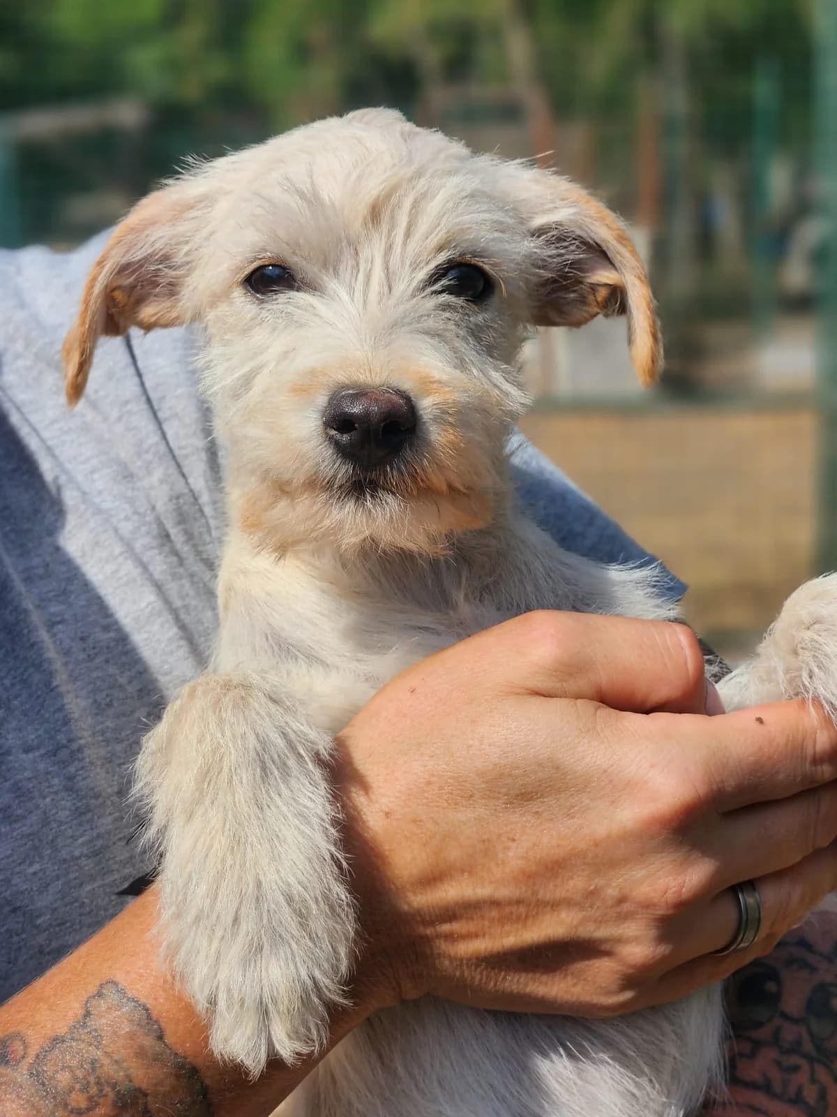 H4,  Mixed Breed for adoption at Állatvédelmi Centrum