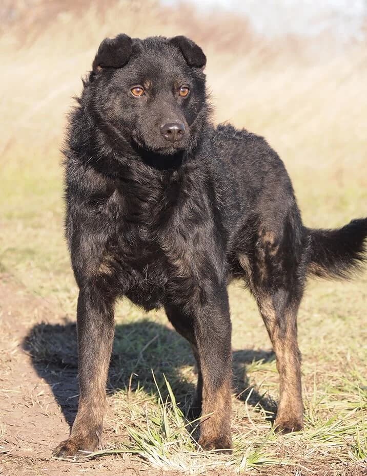 Adrian, male Mixed Breed for adoption at Animal Care Hungary