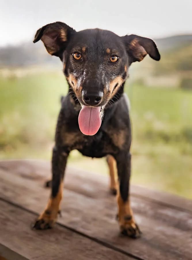 Akira, female young Mixed Breed for adoption at Animal Care Hungary