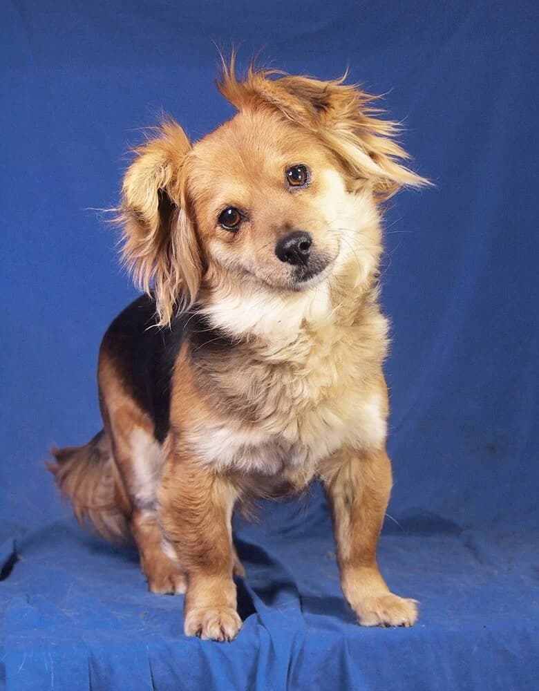 Alina, female 5yo Mixed Breed for adoption at Animal Care Hungary