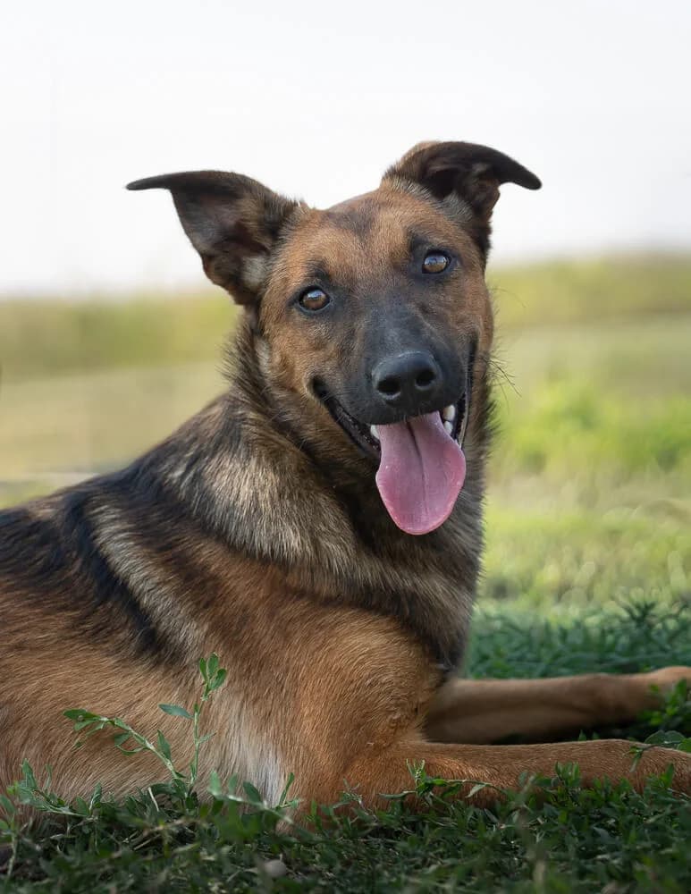 Amanda, female young Mixed Breed for adoption at Animal Care Hungary