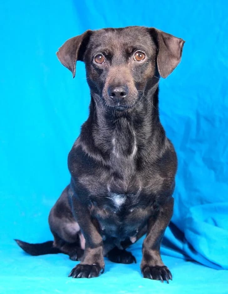 Babsy, female 3yo Dachshund for adoption at Animal Care Hungary