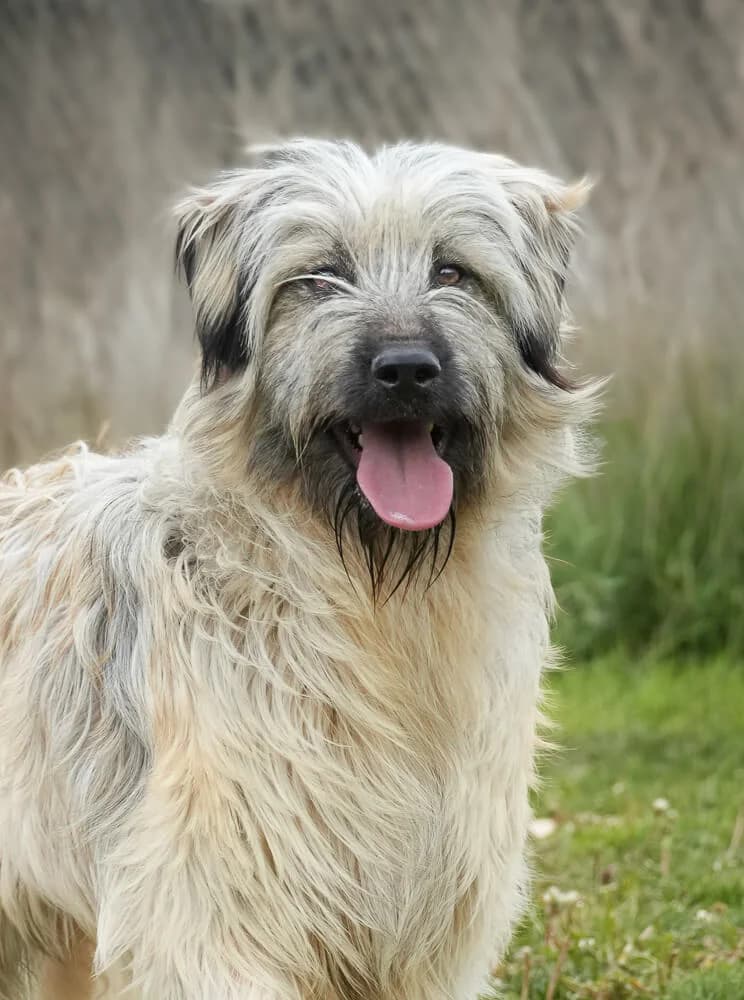 Benson, male young Mixed Breed for adoption at Animal Care Hungary