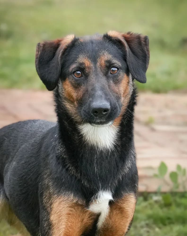 Bessy, female Mixed Breed for adoption at Animal Care Hungary