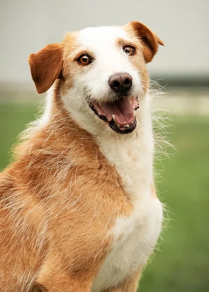 Bianca, female Mixed Breed for adoption at Animal Care Hungary