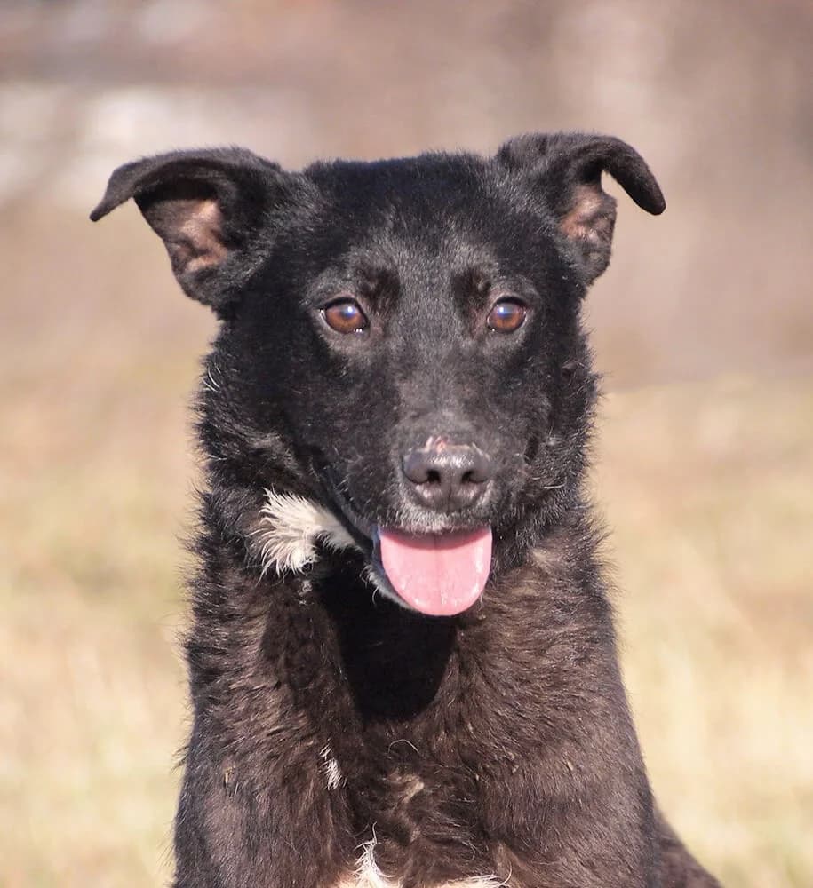 Billy, male young Mixed Breed for adoption at Animal Care Hungary