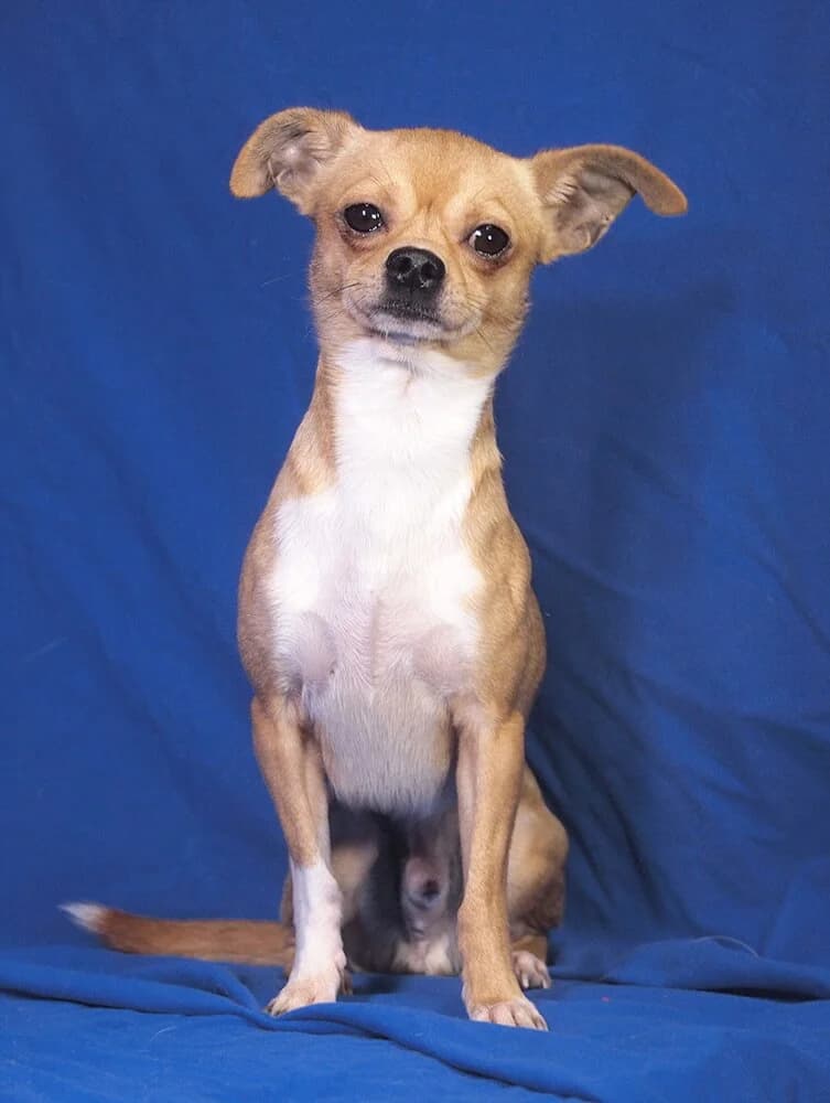 Bingo, male 3yo mixed breed for adoption at Animal Care Hungary
