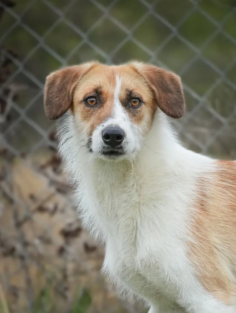 Birdie, female young Mixed Breed for adoption at Animal Care Hungary