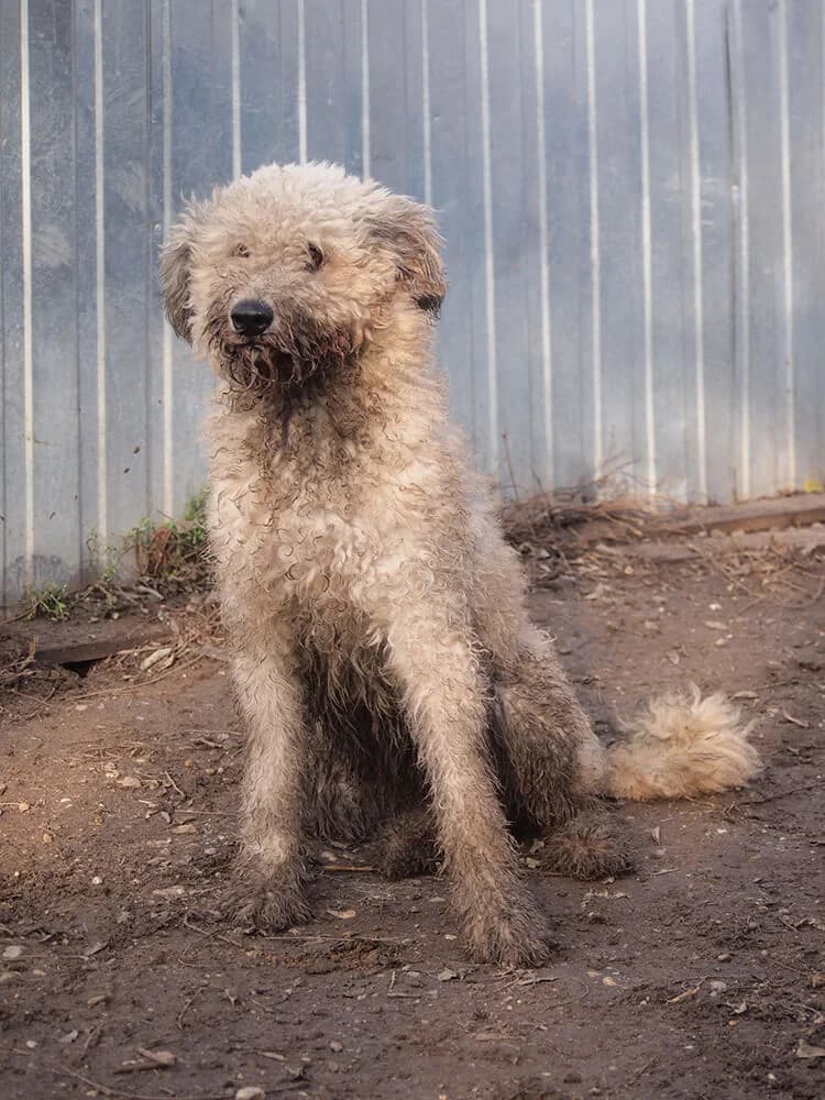 Birka, female Mixed Breed for adoption at Animal Care Hungary