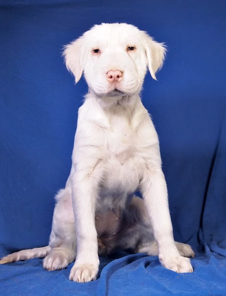 Blanca, female puppy Mixed Breed for adoption at Animal Care Hungary