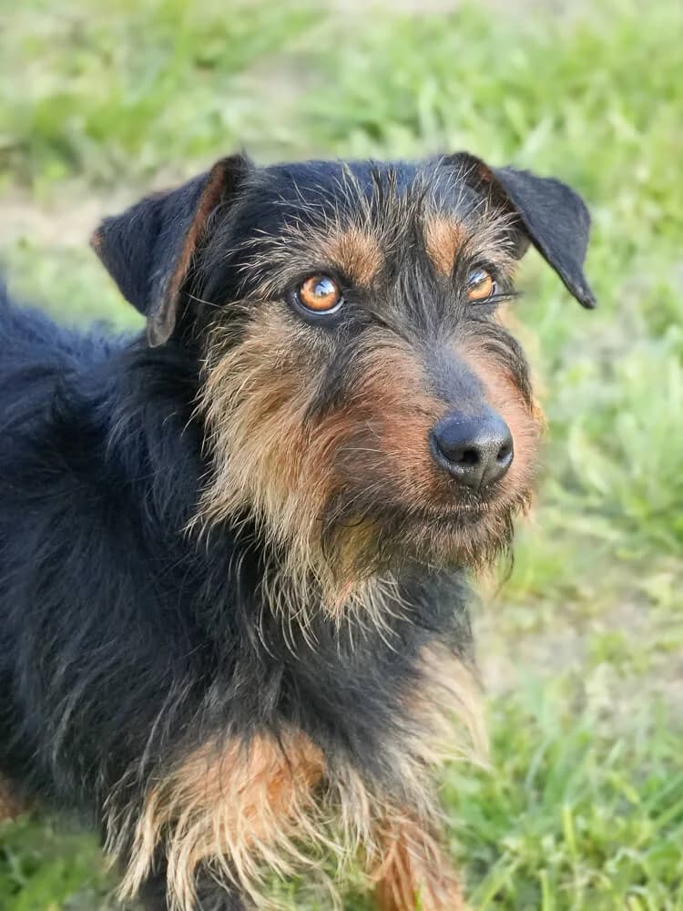 Boba, female Mixed Breed for adoption at Animal Care Hungary
