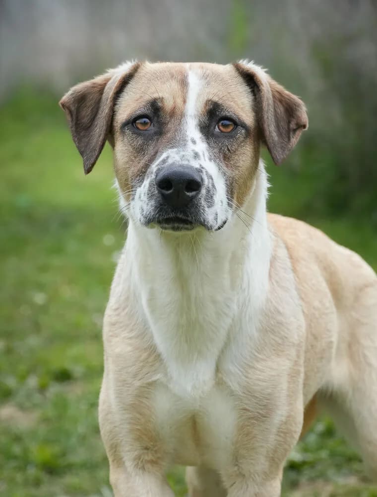 Britta, female young Mixed Breed for adoption at Animal Care Hungary
