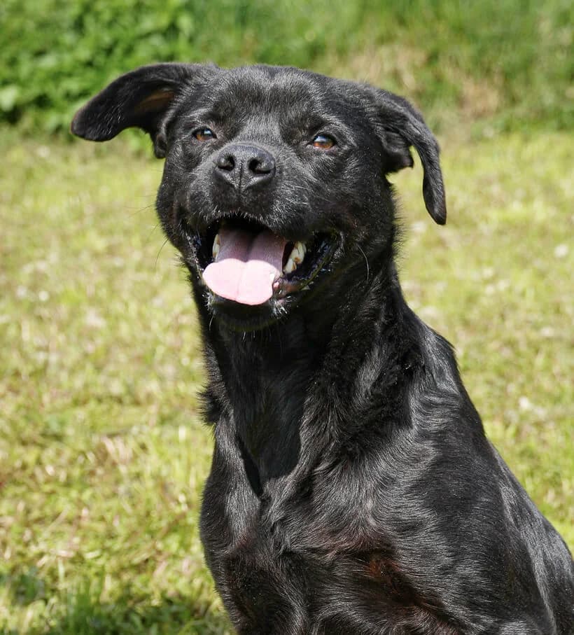 Buddy, male Mixed Breed for adoption at Animal Care Hungary