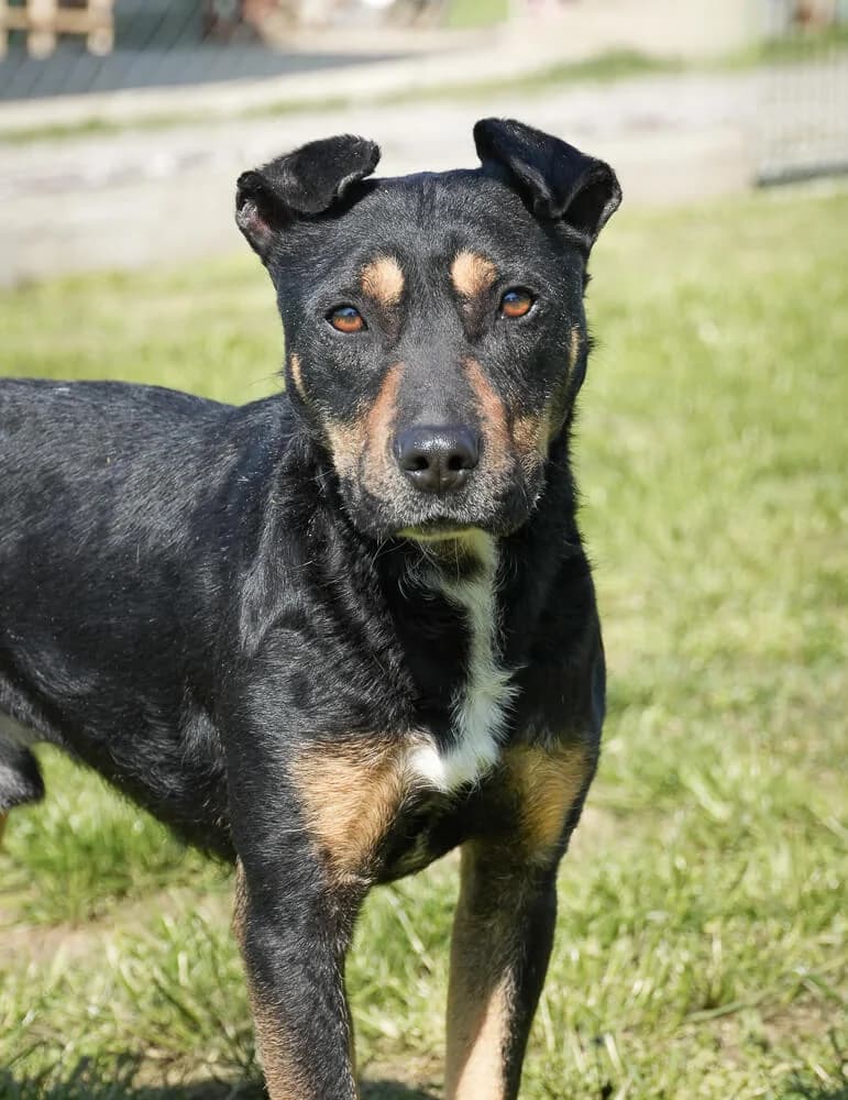 Bueno, male young Mixed Breed for adoption at Animal Care Hungary