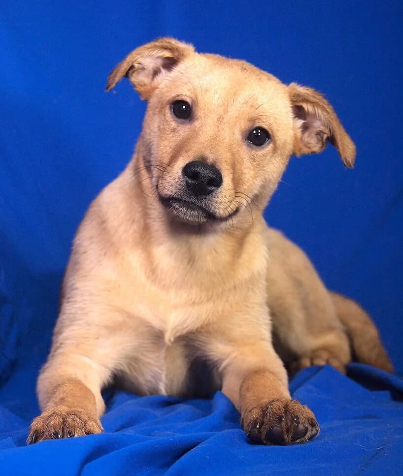 Carla, female puppy Mixed Breed for adoption at Animal Care Hungary