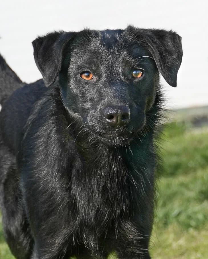 Daphne, female Mixed Breed for adoption at Animal Care Hungary