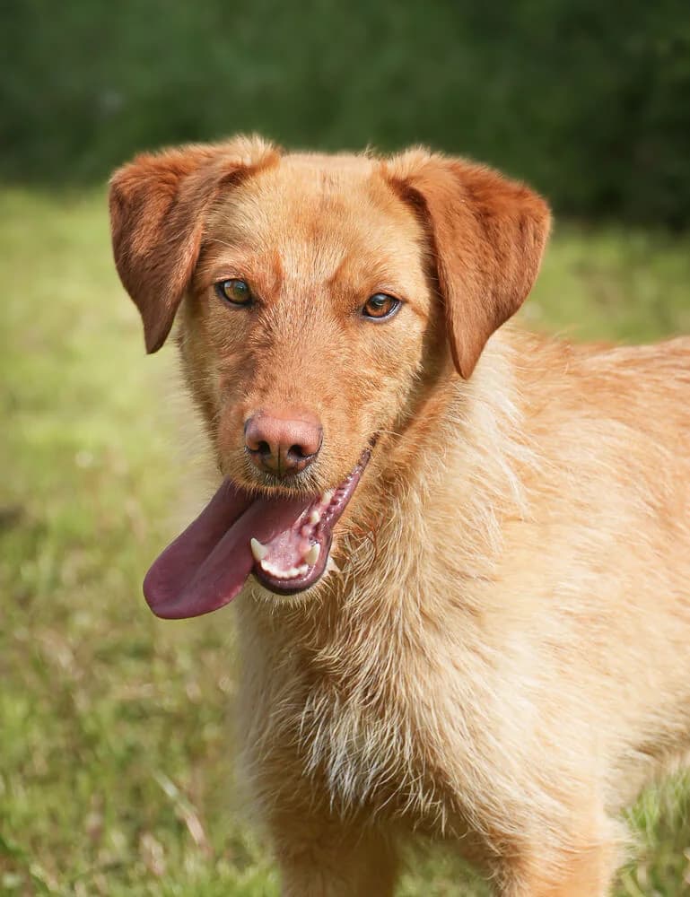 Daria, female Mixed Breed for adoption at Animal Care Hungary