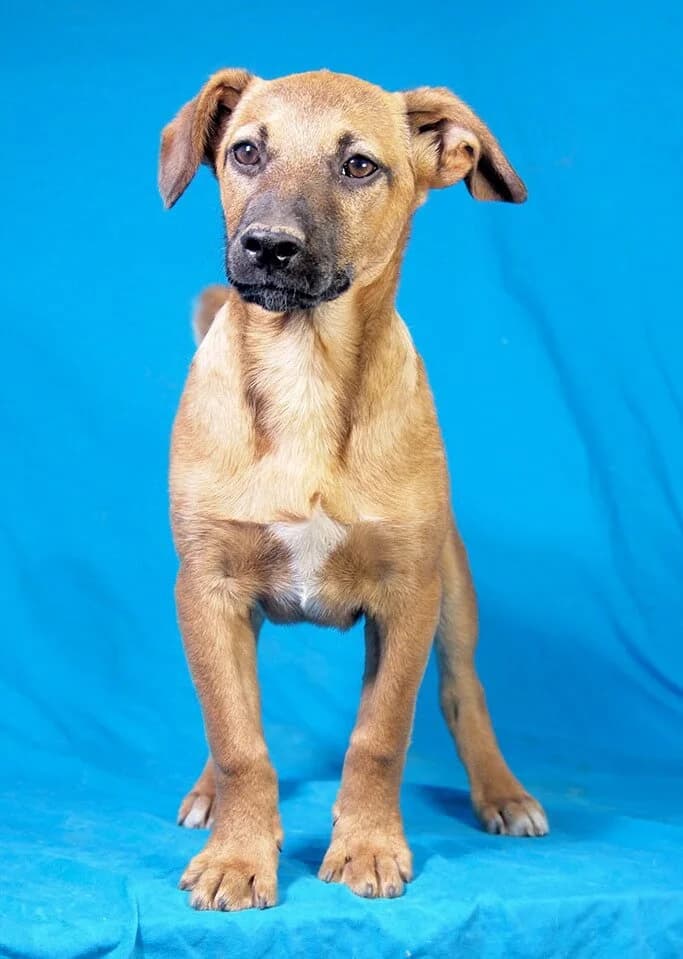 Dario, male puppy Mixed Breed for adoption at Animal Care Hungary