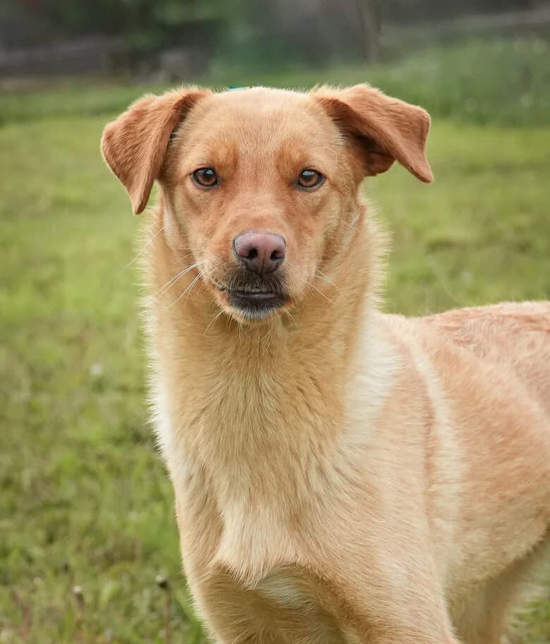 Diana, female Mixed Breed for adoption at Animal Care Hungary