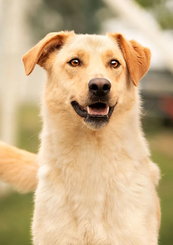 Digby, male Mixed Breed for adoption at Animal Care Hungary