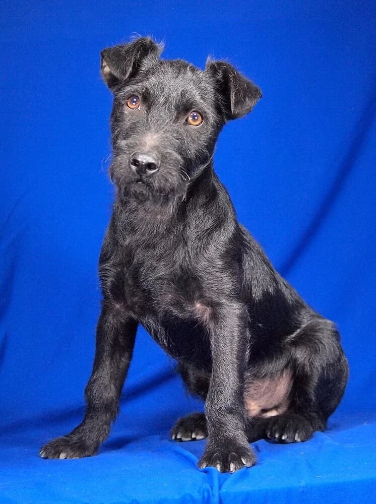 Dino, male young Mixed Breed for adoption at Animal Care Hungary