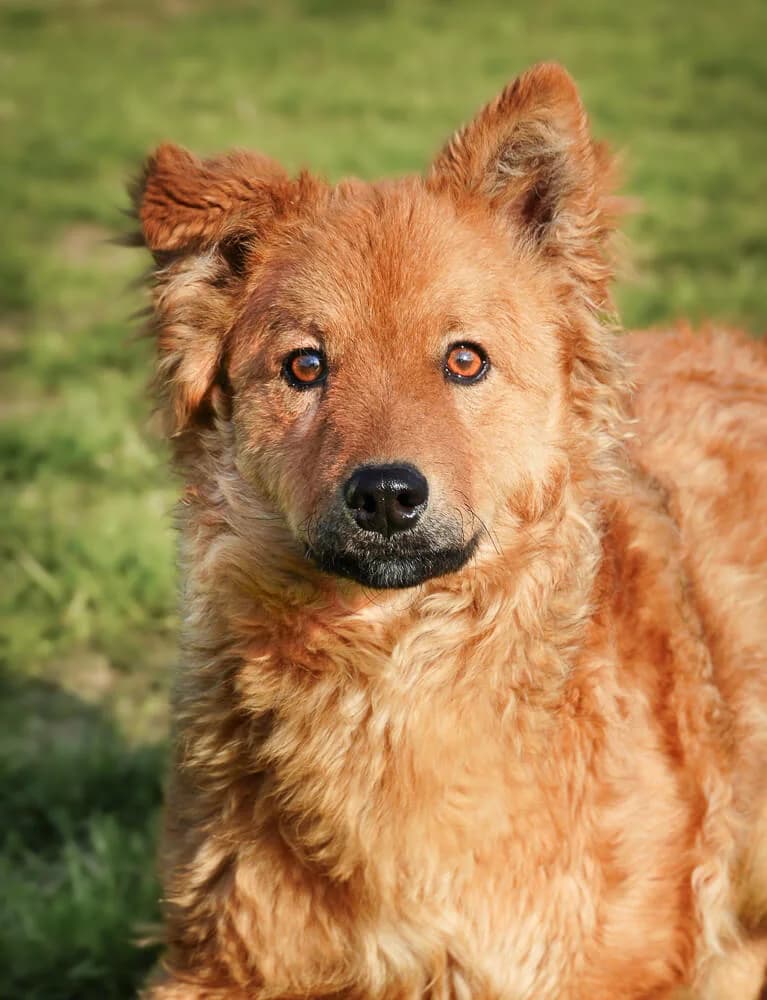 Flocki, male Mixed Breed for adoption at Animal Care Hungary