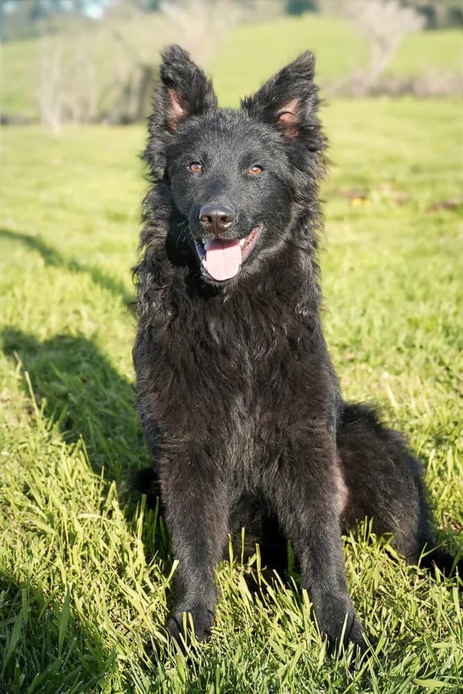 Garry, male Mixed Breed for adoption at Animal Care Hungary