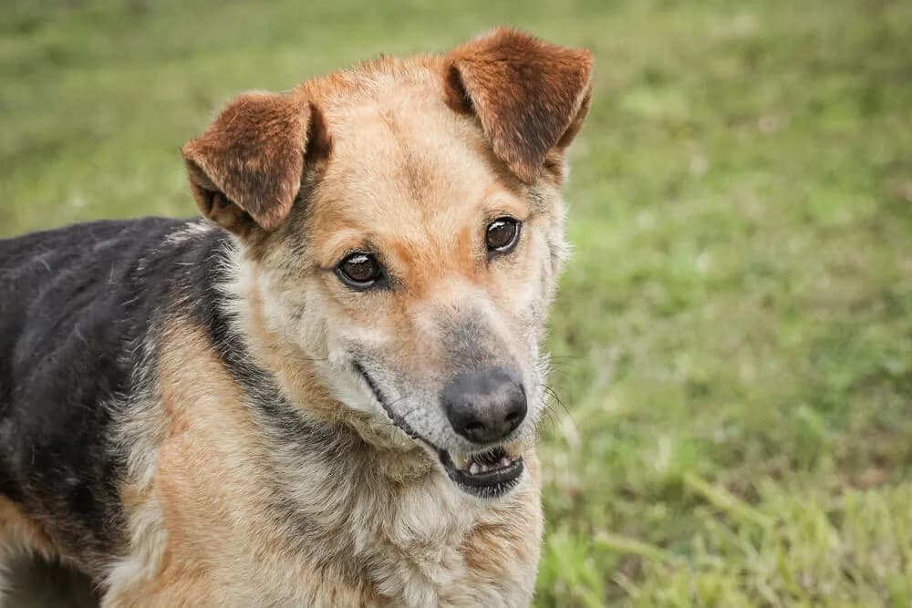 George, Mixed Breed (Animal Care Hungary)